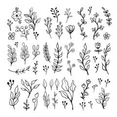 Floral doodles graphic elements vector set. Flowers and plants hand drawn illustrations.