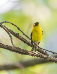Male American goldfinch perched on a branch