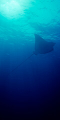 Vertical panoramic of an eagle ray silohuette in Maldives Islands