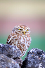 Little owl. Colorful nature background. Athene noctua.  