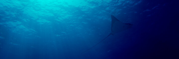 Horizontal panoramic of an eagle ray silohuette in Maldives Islands