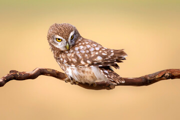 Little owl. Colorful nature background. Athene noctua.  