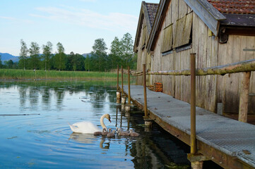 beautiful view of a mother swan and her fluffy grey chicks searching for something to eat by the boat houses on lake Kochel (Kochelsee) in the Bavarian Alps (Bavaria, Germany)