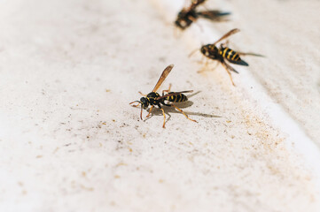 A small hungry wasp sits on dirty white metal in nature and eats, drinks water. Photo of an animal.