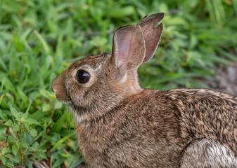 Naklejka na ściany i meble Close up of an eastern cottontail rabbit