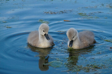 Fototapeta premium beautiful fluffy little swan cygnets on lake Kochel or Kochelsee in the Bavarian Alps (Bavaria, Germany)
