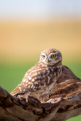 Little owl. Colorful nature background. Athene noctua.  