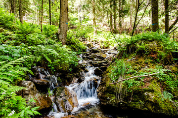 2021 07 11 San Martino di Castrozza alpine stream
