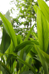Turmeric, Haldi (Curcuma Longa) plant leaves isolated. Asian herb, India. Herbal Plant, Turmeric,...