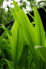 Fototapeta premium Turmeric, Haldi (Curcuma Longa) plant leaves isolated. Asian herb, India. Herbal Plant, Turmeric, Haldi farming.