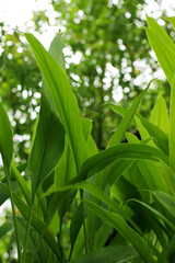 Fototapeta premium Turmeric, Haldi (Curcuma Longa) plant leaves isolated. Asian herb, India. Herbal Plant, Turmeric, Haldi farming.