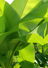 Green tropical plants in jungle.