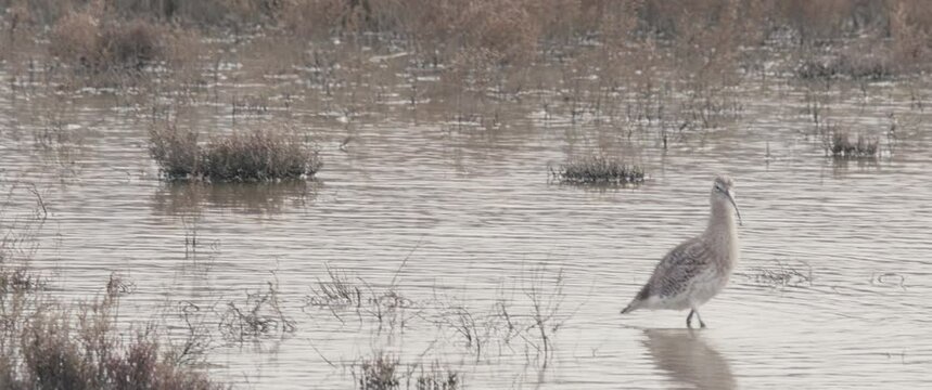 Bird Eurasian Curlew Numenius Arquata walk at lake water