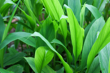 Turmeric, Haldi (Curcuma Longa) plant leaves isolated. Asian herb, India. Herbal Plant, Turmeric, Haldi farming.