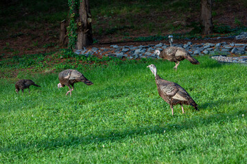 Wild Turkeys on lawn