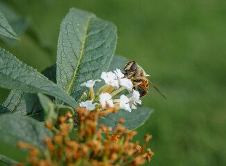 a drone hover fly (Eristalis tenax) feeds from the flower of a white Buddleja bush 