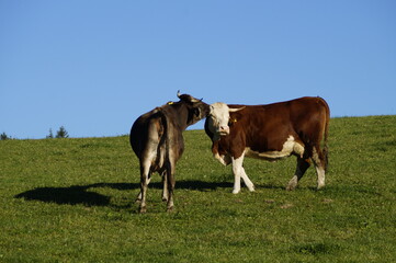 Naklejka na ściany i meble two friendly cows on the green alpine meadow in Allgau (Germany)