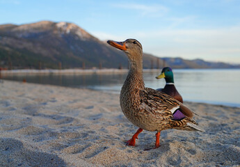 A male duck and female duck on the sand on the shore of Lake Tahoe, Nevada