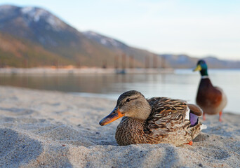 A male duck and female duck on the sand on the shore of Lake Tahoe, Nevada