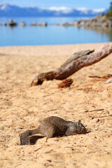 Ground squirrel on the sand in the Lake Tahoe Nevada State Park
