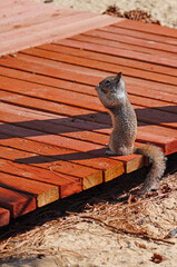 Fototapeta premium Ground squirrel on the sand in the Lake Tahoe Nevada State Park