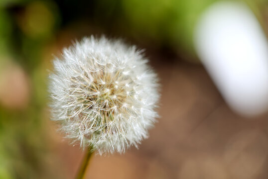 white fluffy dandelion Taraxacum officinale on a green and brown blurred background. close up