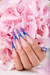 Zelfklevend Fotobehang Hand with long artificial blue french manicured nails and pink Hortensia flower © natkinzu