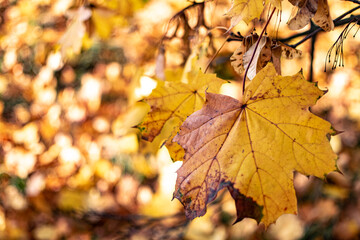 Naklejka na ściany i meble Autumn background, yellow and brown leaves on the ground. The structure of the leaves close up.