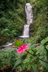 vertical shot of a pink wildflower and a blurred background of a beautiful waterfall surrounded by nature and tropical forest in Costa Rica
