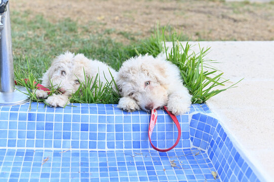 cachorros de raza perro de agua español