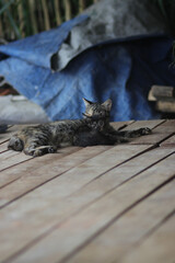 Kitten look into the camera