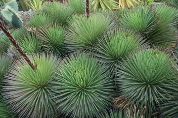 Tropical Cactus Background (Aloe Polyphylla)