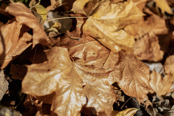 Autumn background, yellow and brown leaves on the ground. The structure of the leaves close up.