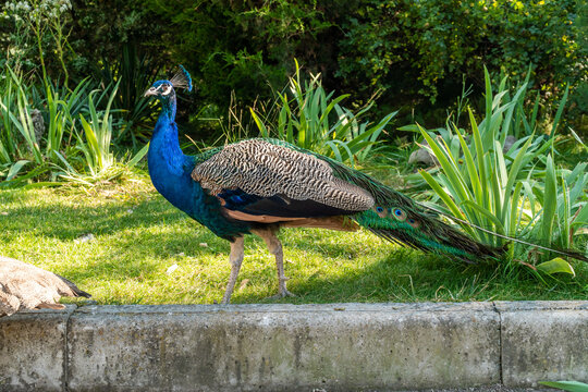 The Republic of Crimea. July 17, 2021. Colorful adult peacocks in the Taigan Lion Park, located in the city of Belogorsk.