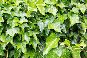 Texture of green ivy leaves in summer in the garden