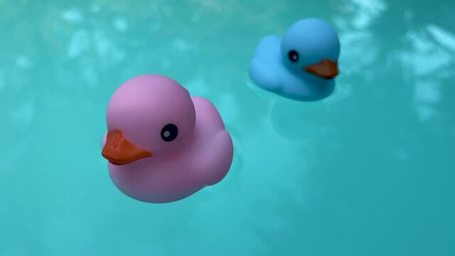 Blue and pink rubber ducks in a pool, gender reveal party
