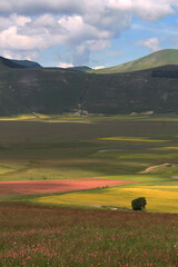 Obraz premium flowering in Castelluccio di Norcia