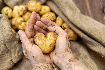 Frische Kartoffelernte mit Herz. 
