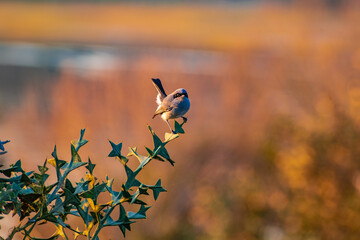 Viuva (Pipraeidea melanonota) Solis, Maldonado