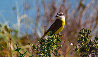Benteveo (Pitangus sulphuratus) Colinia Nicolich, Canelones
