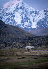 landscape with snow and horses