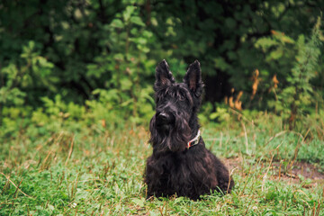 Scotch Terrier on a walk in the park.