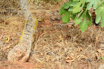The trunk of a sick fig tree in Italy, on arid soil, is covered with numerous cracks on the bark. On the side you can see fig leaves.