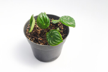 Watermelon peperomia (Peperomia argyreia) with teardrop-shaped green leaves and silver stripes isolated on white background. Tropical houseplant stock images.