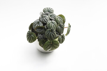 Obraz premium Top view of Peperomia caperata with dark green leaves on white pot isolated on white background. Minimalist houseplant for home decor stock images.