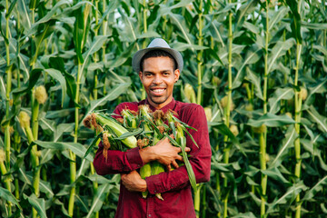 happy man african american farmer with hat looking at camera and gathering corn on field. young...
