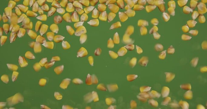 Top view of falling down corn grains. The seeds fall and fill the green screen. Grain background.