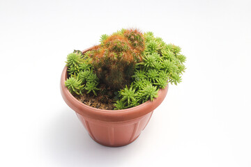 Cute cactus with green portulaca (krokot gantung) on red pot isolated on white background. Minimalist houseplant stock images.