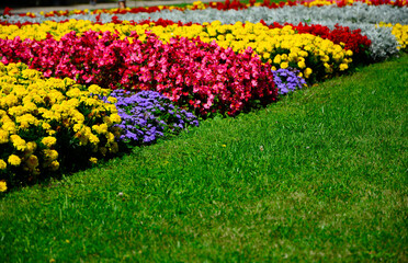 kolorowy dywan kwiatowy kolorowe kwiaty, colorful flowerbed on the lawn (Tagetes , Begonia ×semperflorens-cultorum) - obrazy, fototapety, plakaty