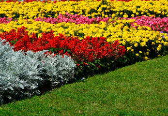 kolorowy dywan kwiatowy kolorowe kwiaty, colorful flowerbed on the lawn (Tagetes , Senecio cineraria, Salvia splendens, Begonia ×semperflorens-cultorum)	